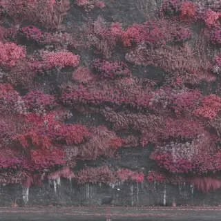 Cover of Even in Arcadia